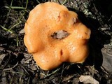 Bjerkandera fumosa image