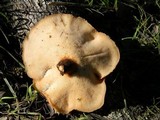Bjerkandera fumosa image