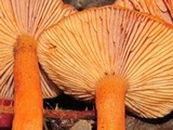 Lactarius luculentus var. laetus image