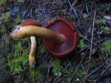 Cortinarius smithii image