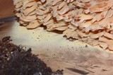 Ramaria formosa image