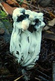 Hypomyces cervinigenus image