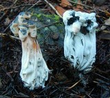 Hypomyces cervinigenus image