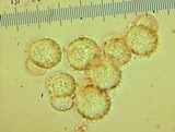 Hypomyces cervinigenus image