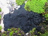 Placynthium nigrum image