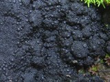 Placynthium nigrum image