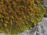 Caloplaca thallincola image