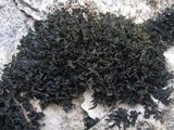 Lathagrium cristatum image