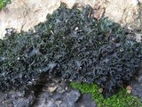 Lathagrium cristatum image