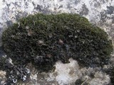 Lathagrium cristatum image