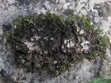 Lathagrium cristatum image