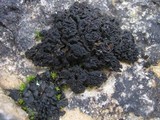 Collema auriforme image