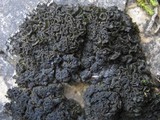 Collema auriforme image