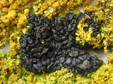 Collema tenax var. tenax image