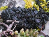 Collema tenax var. tenax image