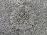 Aspicilia calcarea image