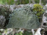 Physcia clementei image