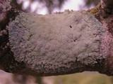 Physcia clementei image