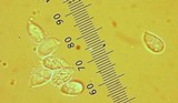 Cuphophyllus virgineus image