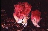 Ramaria araiospora image