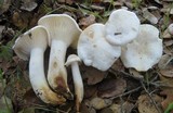 Hygrophorus eburneus image