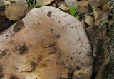 Lactarius argillaceifolius image