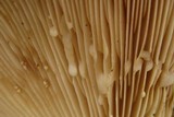 Lactarius argillaceifolius image