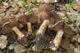 Cortinarius glaucopus image