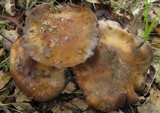 Cortinarius glaucopus image