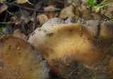 Cortinarius glaucopus image