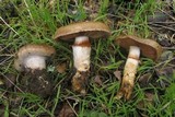 Cortinarius glutinosoarmillatus image