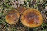 Cortinarius glutinosoarmillatus image