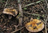 Cortinarius glutinosoarmillatus image