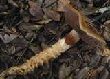 Cortinarius glutinosoarmillatus image