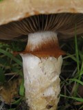 Cortinarius glutinosoarmillatus image