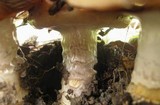 Cortinarius glutinosoarmillatus image