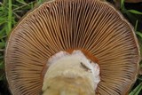 Cortinarius glutinosoarmillatus image