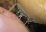 Cortinarius glutinosoarmillatus image