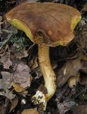 Boletus subtomentosus image