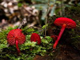 Hygrocybe firma image