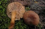 Gymnopus fuscopurpureus image