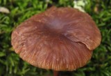 Gymnopus fuscopurpureus image