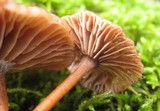 Gymnopus fuscopurpureus image
