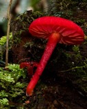 Hygrocybe firma image