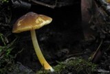 Pluteus romellii image