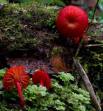 Hygrocybe firma image