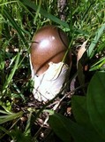 Amanita sect. Vaginatae image