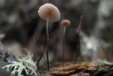 Marasmius quercophilus image