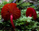 Hygrocybe firma image