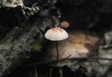 Marasmius quercophilus image